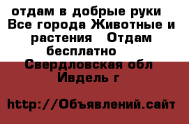 отдам в добрые руки - Все города Животные и растения » Отдам бесплатно   . Свердловская обл.,Ивдель г.